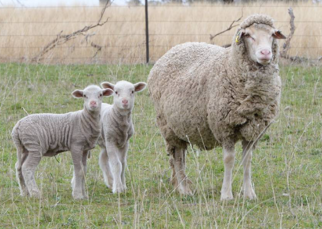 Mulesing free wool